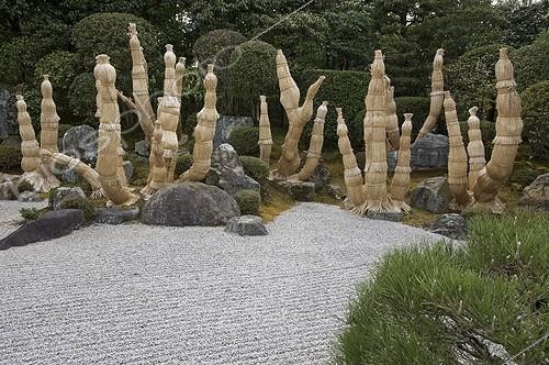 Biosphoto | 970247 | Palm protected for the winter Chion-in temple in Kyoto Japan | &copy; Michel Gunther / Biosphoto
