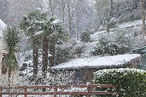 Biosphoto | 1439990 | Palm trees under ths snow in a garden in Britany  France | &copy; H. Curtis / Biosphoto