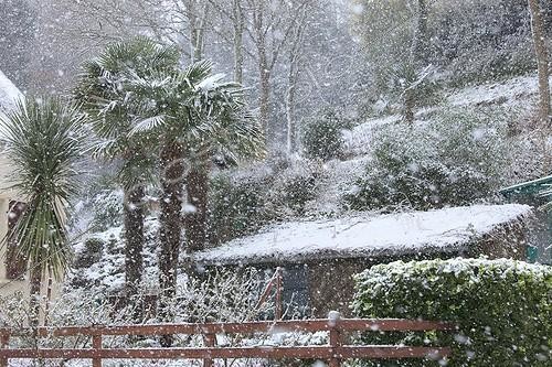 Biosphoto | 1439990 | Palm trees under ths snow in a garden in Britany  France | &copy; H. Curtis / Biosphoto