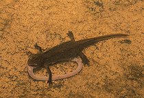 Biosphoto | 2394469 | Palmated Newt (Triturus helveticus) eating a worm in the water, Northern Vosges Regional Nature Park, France | &copy; Michel Rauch / Biosphoto