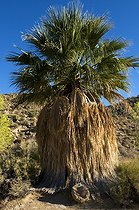 Biosphoto | 1250409 | Palmier Parc National de Josua Tree Californie USA | &copy; Daniel Heuclin / Biosphoto