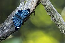 Biosphoto | 2578944 | Panacea (Panacea bleuzeni) on a branch, French Guiana | &copy; Nicolas Defaux / Biosphoto