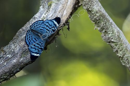 Biosphoto | 2578944 | Panacea (Panacea bleuzeni) sur une branche, Guyane Française | &copy; Nicolas Defaux / Biosphoto