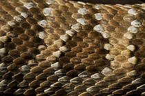 Biosphoto | 1249428 | Panamint Rattlesnake Death Valley NP Panamint Range USA | &copy; Daniel Heuclin / Biosphoto