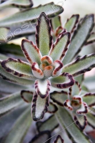 Biosphoto | 1275282 | Panda Plant | &copy; Lamontagne / Biosphoto