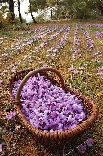 Biosphoto | 30023 | Panier de fleurs et champ de Safran d'automne cultivé ; au Barroux Provence | &copy; Philippe Giraud / Biosphoto