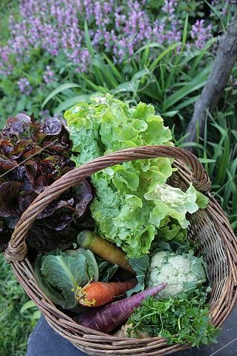 Biosphoto | 2450833 | Panier de légumes d'automne, France | &copy; Patricia Méaille / Biosphoto
