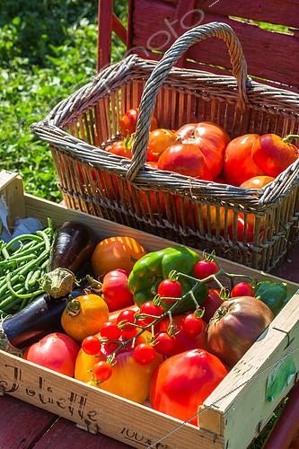 Biosphoto | 2084194 | Panier et cageot de légumes d'été au potager, Provence, France | &copy; Philippe Giraud / Biosgarden / Biosphoto
