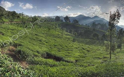 Biosphoto | 1062078 | Panoramic view of tea plantations Munnar Kerala India ; Munnar has sprawling tea plantations where most of the tea is still picked by hand. It also has picture book towns, winding lanes, trekking and holiday facilities which make a unique experience for the tourist and traveler | &copy; Martin Harvey / Biosphoto