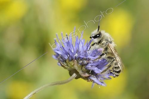 Biosphoto | 2012502 | Pantaloon Bee on Sheep's-bit flower - Northern Vosges | &copy; Michel Rauch / Biosphoto