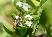 Biosphoto | 2444111 | Panzer's Nomad (Nomada panzeri) female on Lamb's lettuce (Valerianella olitoria) flowers, solitary bees Regional Natural Park of Vosges du Nord, France | &copy; Michel Rauch / Biosphoto