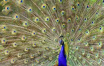 Biosphoto | 2464297 | Paon bleu (Pavo cristatus) faisant la roue, Parc naturel régional des Vosges du Nord, France | &copy; Michel Rauch / Biosphoto