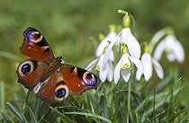 Biosphoto | 2427323 | Paon du jour (Aglais io) sur Perce-neige (Galanthus nivalis), bain de soleil après hibernation, Parc naturel régional des Vosges du Nord, France | &copy; Michel Rauch / Biosphoto