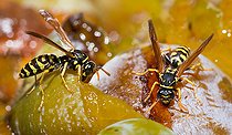 Biosphoto | 2453792 | Paper wasp (Polistes biglumis) feeding on mirabelle plums Vosges du Nord Regional Nature Park, France | &copy; Michel Rauch / Biosphoto