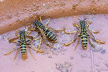 Biosphoto | 2597987 | Paper wasps (Polistes dominula) drinking from a terracotta saucer pot, Alpes-de-Haute-Provence, France | &copy; Marie Aymerez / Biosphoto