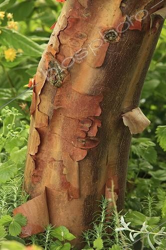 Biosphoto | 1001682 | Paperbark maple bark Le Jardin des Liannes ; Le jardin des lianes | &copy; Hervé Lenain / Biosphoto