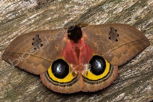 Biosphoto | 2497858 | Papillon (Automeris belti), in situ, Manzanillo, Costa Rica | &copy; Frank Deschandol & Philippe Sabine / Biosphoto