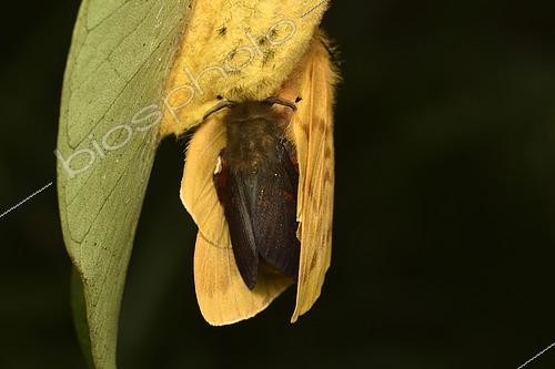 Biosphoto | 2468850 | Papillon de nuit (Lechriolepis tapiae) Accouplement sur le cocon de la femelle, le mâle est plus foncé, Imago nocturne, Andasibe (Périnet), Région Alaotra-Mangoro, Madagascar | &copy; Jean-Yves Grospas / Biosphoto
