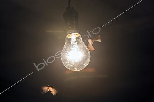 Biosphoto | 2072201 | Papillons nocturnes volant autour d'une source lumineuse dans un sous sol, Lorraine, France | &copy; André Simon / Biosphoto