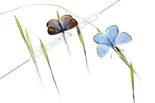 Biosphoto | 2090795 | Papillons se réchauffant à l'aube sur fond blanc | &copy; Pedro Javier Pascual Hernandez / Biosphoto