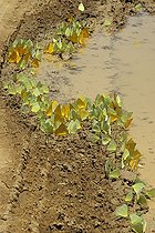 Biosphoto | 61882 | Papillons verts et jaunes buvant sur le bord d'une mare  | &copy; Alain Mafart-Renodier / Biosphoto
