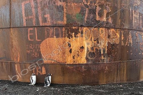 Biosphoto | 2611511 | Papuan penguins (Pygoscelis papua) have begun to moult in front of the rusty, tag-covered remains of a former whaling station structure, Hektor station, Baie des Baleiniers, Deception Island, Antarctica. | &copy; Raphaël Sané / Biosphoto