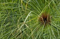 Biosphoto | 1250943 | Papyrus on the island of Reunion | &copy; Agnès Duret / Biosphoto