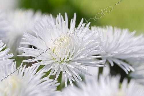 Biosphoto | 542494 | Pâquerette 'Roggli' en fleur dans un jardin | &copy; Frédéric Didillon / Biosphoto