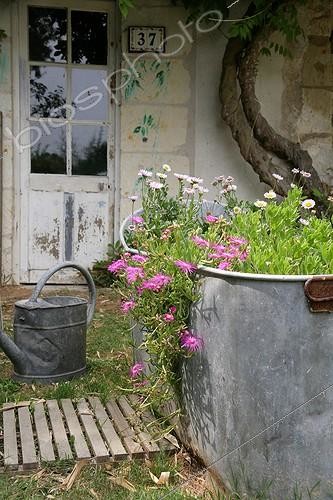 Biosphoto | 1268461 | Paquerettes en fleur devant une maison | &copy; Patricia Méaille / Biosphoto