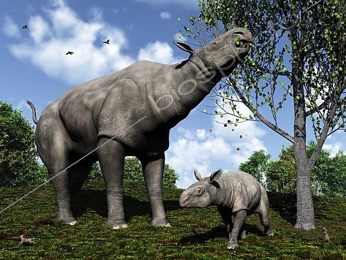 Biosphoto | 2479061 | Paraceratherium femelle broutant les feuilles d'un peuplier tandis que son petit se tient à proximité. Scène se situant au nord-ouest de la Chine et datant du Rupélien (Oligocène), il y à 30 millions d'années | &copy; Walter Myers / Stocktrek Images / Biosphoto