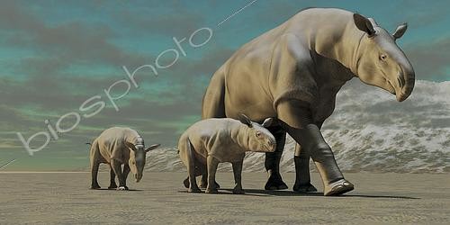 Biosphoto | 2472349 | Paraceratherium femelle marchant avec ses jumeaux dans une zone désertique | &copy; Corey Ford / Stocktrek Images / Biosphoto