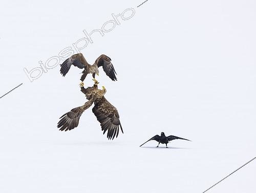Biosphoto | 2088890 | Parade nuptiale de Pygargue à queue blanche (Haliaeetus albicilla) et Grand Corbeau-(Corvus corax) dans la neige, Lac Lokka, Laponie, Finlande | &copy; Juan-Carlos Muñoz / Biosphoto