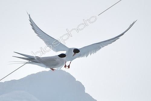 Biosphoto | 1184390 | Parade nuptiale de Sterne arctique sur la glace Svalbard | &copy; Benoist Clouet  / Biosphoto