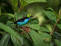 Biosphoto | 2608896 | Paradise Tanager (Tangara chilensis), Manu, Peru | &copy; Ignacio Yufera / Biosphoto