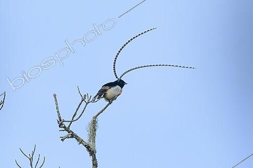 Biosphoto | 2620978 | Paradisier du Prince Albert (Pteridophora alberti) mâle, Papouasie Nouvelle Guinée | &copy; Régis Cavignaux / Biosphoto