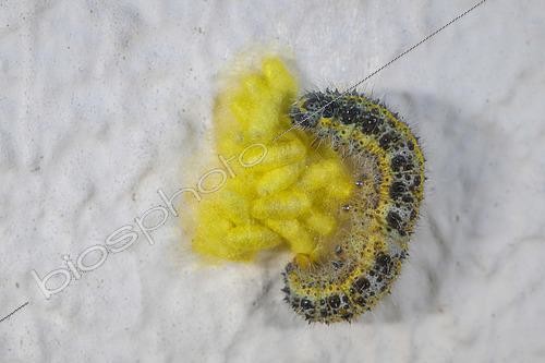 Biosphoto | 2612953 | Parasite wasp cocoons (Apanteles glomeratus) on a cabbage white caterpillar (Pieris brassicae), France. | &copy; Régis Cavignaux / Biosphoto