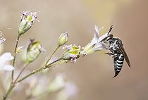 Biosphoto | 2568812 | Parasitic bee (Coelioxys echinata) female on gypsophila, Vosges du Nord Regional Nature Park, France | &copy; Michel Rauch / Biosphoto