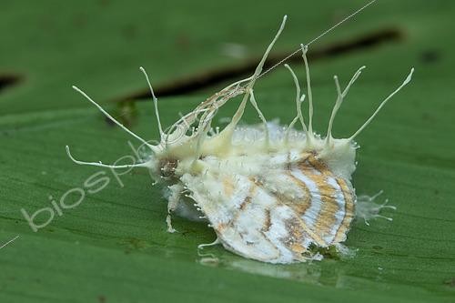 Biosphoto | 2497954 | Parasitic Mushroom (Akanthomyces sp) on moth, Rancho Quemado, Osa, Costa Rica | &copy; Frank Deschandol & Philippe Sabine / Biosphoto