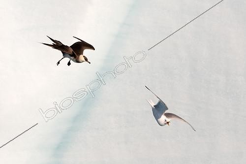 Biosphoto | 2407416 | Parasitic Skua (Stercorarius parasiticus) hoofing a Black-legged Kittiwake (Rissa tridactyla) to extract food from the background of the Brasvellbreen Glacier of North-East Land, Svalbard | &copy; Raphaël Sané / Biosphoto
