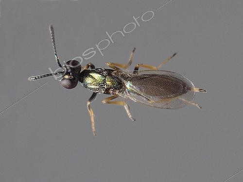 Biosphoto | 2172330 | Parasitic wasp (Eupelmus kiefferi) which very often lays in the galls of the inlets (Dittrichia viscosa) but never in the olives like other Eupelmidae. | &copy; Jean Lecomte / Biosphoto