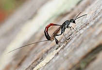 Biosphoto | 2444161 | Parasitic Wasp (Gasteruption jaculator) parasitizing a bee larva, Vosges du Nord Regional Natural Park, France | &copy; Michel Rauch / Biosphoto