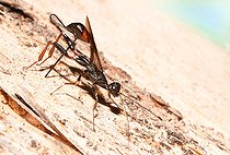 Biosphoto | 2456415 | Parasitic wasp (Gasteruption sp), Vosges du Nord Regional Natural Park, France | &copy; Michel Rauch / Biosphoto