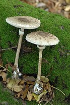 Biosphoto | 2546305 | Parasol mushroom (Macrolepiota procera) | &copy; Catherine Fruhinsholz / Biosphoto
