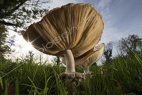 Biosphoto | 2399195 | Parasol mushroom (Macrolepiota procera) in a meadow, Picardie, France | &copy; Cyril Ruoso / Biosphoto