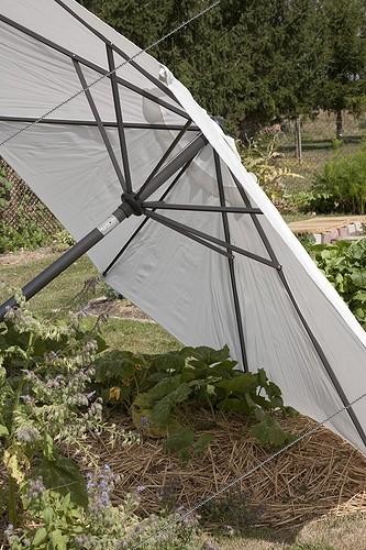 Biosphoto | 698994 | Parasol pour donner de l'ombre à un pied de courge | &copy; NouN / Biosphoto