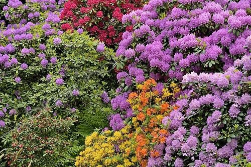 Biosphoto | 2466200 | Parc de rhododendrons de Bad Sassendorf, rhododendrons et azalées en fleurs, Rhénanie-du-Nord-Westphalie, Allemagne | &copy; Frederik / imageBROKER / Biosphoto