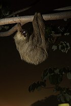 Biosphoto | 2395575 | Paresseux d'Hoffmann (Choloepus hoffmanni) la nuit en zone urbaine. Amador causeway, Balboa, Panama, Isla Flamenco, Isla Perico, Isla Naos, Océan Pacifique | &copy; Jack Chapman / Biosphoto