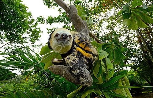 Biosphoto | 2626491 | Paresseux tridactyle (Bradypus tridactylus), Guyane Française | &copy; Daniel Heuclin / Biosphoto