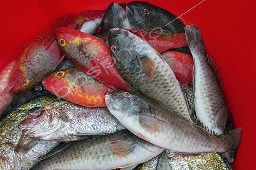 Biosphoto | 2609477 | Parrot fish (Sparisoma cretense) recently brought to the Port of Garachico. Fishing sector. Professional and traditional fishing. San Roque and Isla Baja de Garachico Fishermen's Guild, Tenerife, Canary Islands. | © Sergio Hanquet / Biosphoto