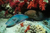 Biosphoto | 981086 | Parrotfish an Giant Moray with Cleaner Wrasses, Ras Mohammed, Sinai, Red Sea, Egypt | &copy; Borut Furlan / WaterFrame / Biosphoto
